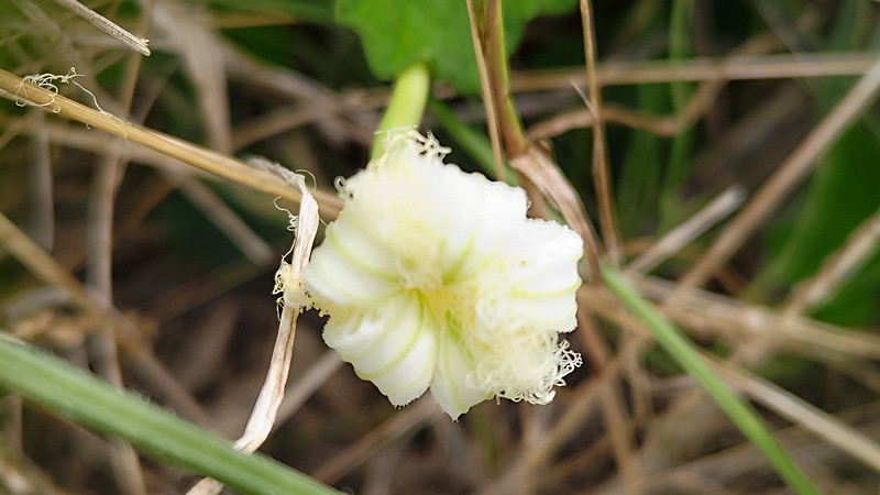 カラスウリの花 横浜市旭区鶴ヶ峰本町