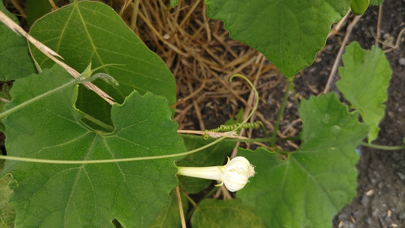 カラスウリの花 横浜市旭区鶴ヶ峰本町