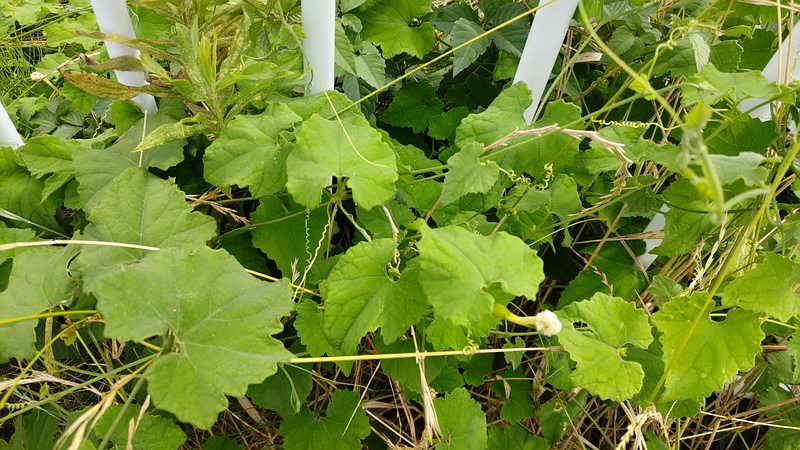 カラスウリの花 横浜市旭区鶴ヶ峰本町