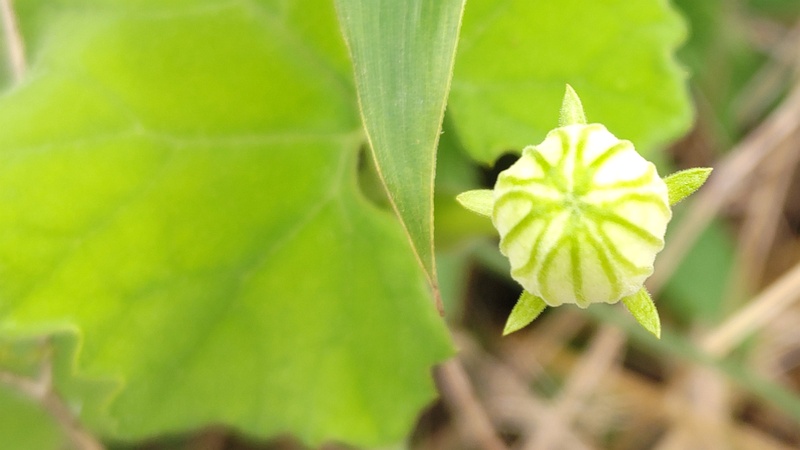 カラスウリの花 横浜市旭区鶴ヶ峰本町