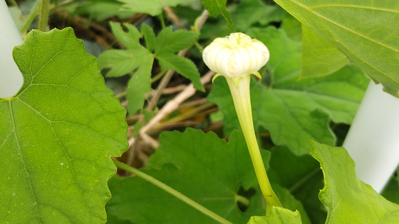 カラスウリの花 横浜市旭区鶴ヶ峰本町