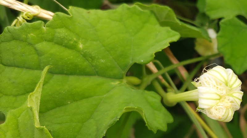 カラスウリの花 横浜市旭区鶴ヶ峰本町