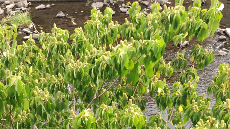 アカメガシワの雄花 横浜市旭区鶴ヶ峰本町
