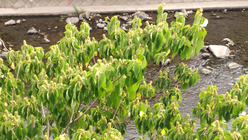 アカメガシワの雄花 横浜市旭区鶴ヶ峰本町