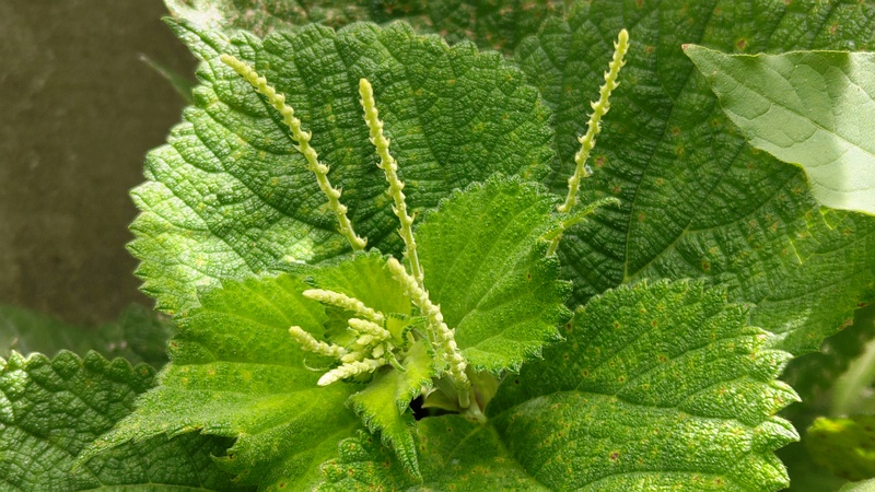ヤブマオの蕾 横浜市旭区今川町