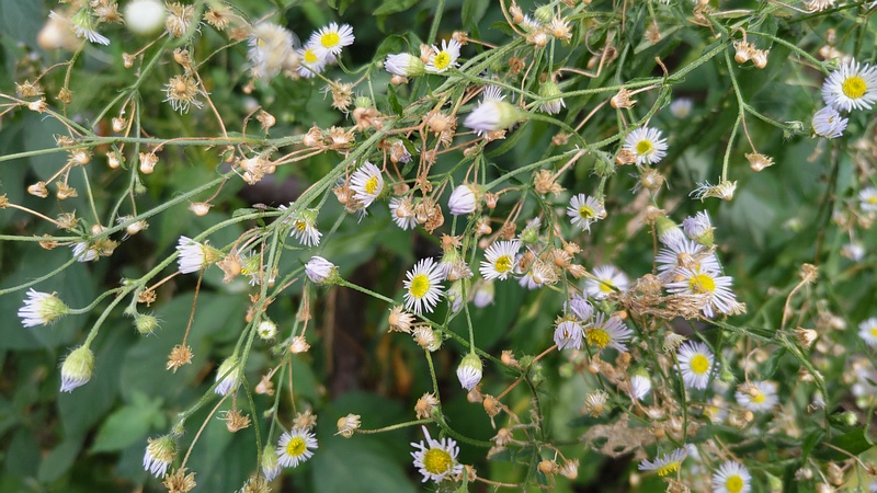 ヒメジョオンの花 横浜市旭区今川町