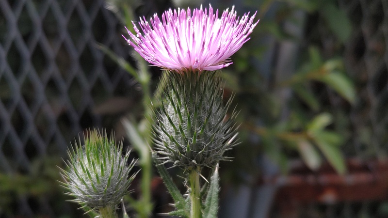 アメリカオニアザミの花 横浜市旭区鶴ヶ峰