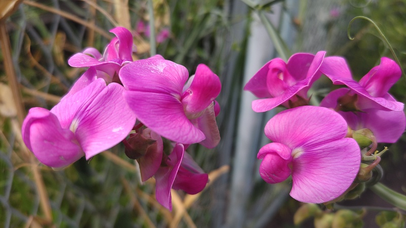 スイートピーの花 横浜市旭区鶴ヶ峰