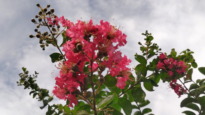 サルスベリの花 横浜市旭区鶴ヶ峰