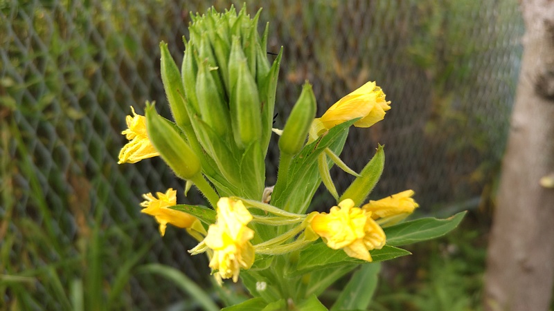 メマツヨイグサの花 横浜市旭区鶴ヶ峰