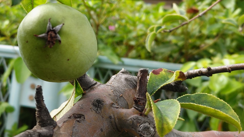 カリンの若い果実 横浜市旭区鶴ヶ峰