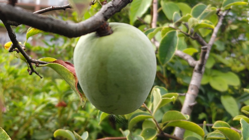 カリンの若い果実 横浜市旭区鶴ヶ峰