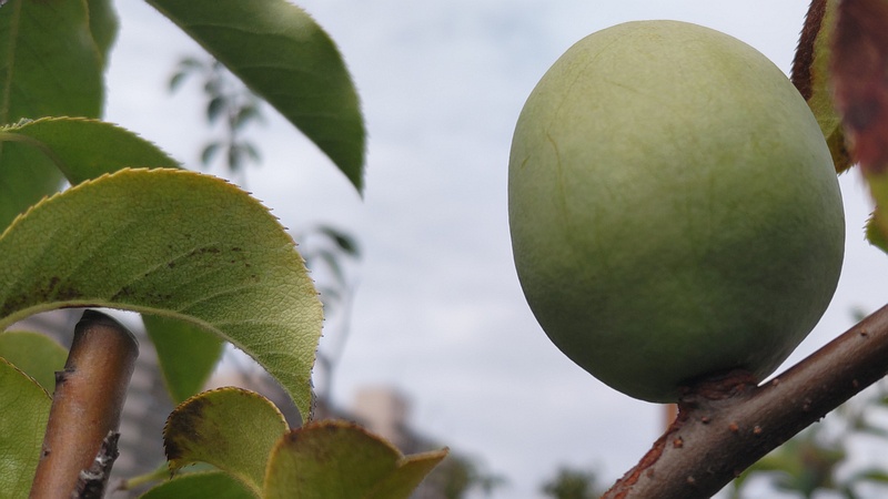 カリンの若い果実 横浜市旭区鶴ヶ峰