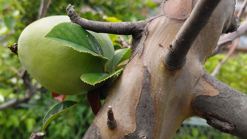 カリンの若い果実 横浜市旭区鶴ヶ峰
