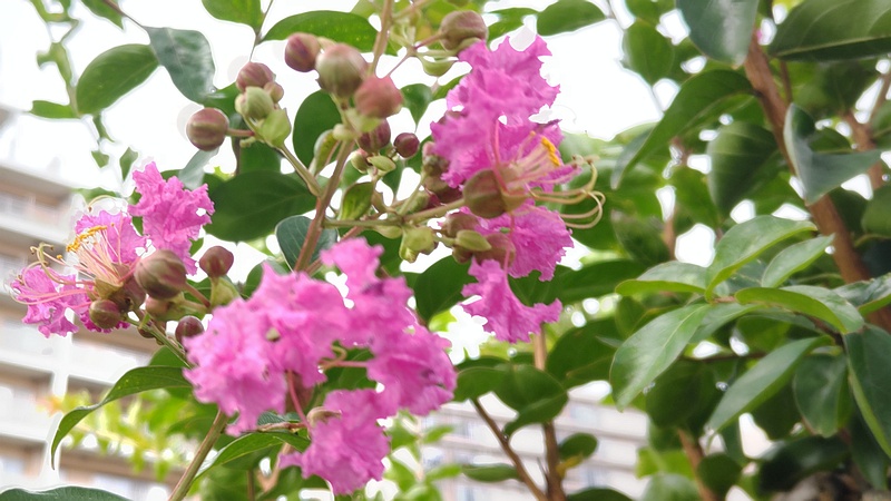 サルスベリの花 横浜市旭区鶴ヶ峰