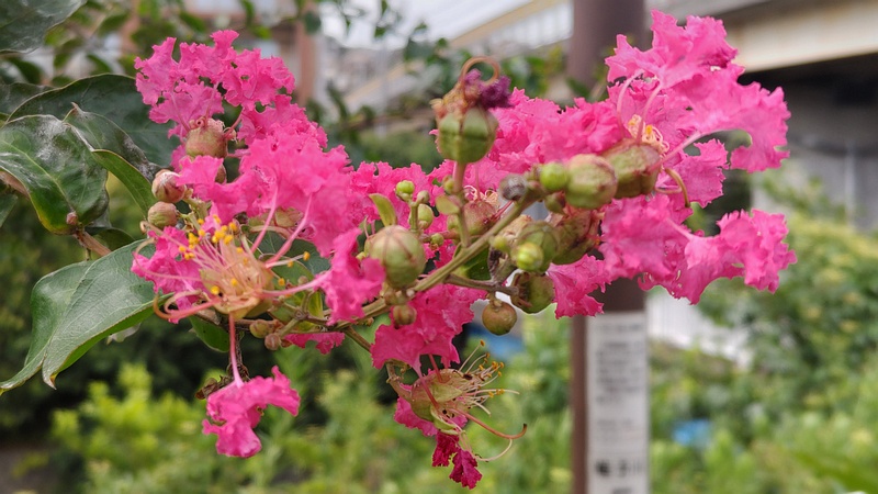 サルスベリの花 横浜市旭区鶴ヶ峰