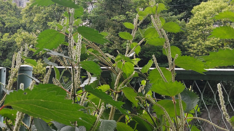 ヤブマオの花 横浜市旭区鶴ヶ峰