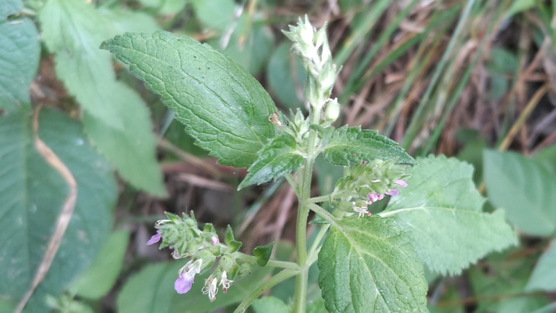 ツルニガクサの花 横浜市旭区帷子川親水緑道