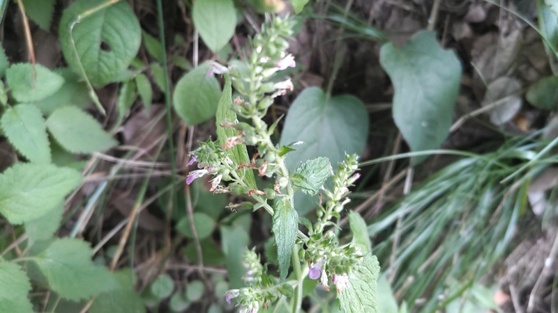 ツルニガクサの花 横浜市旭区帷子川親水緑道