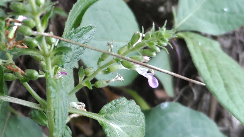 ツルニガクサの花 横浜市旭区帷子川親水緑道