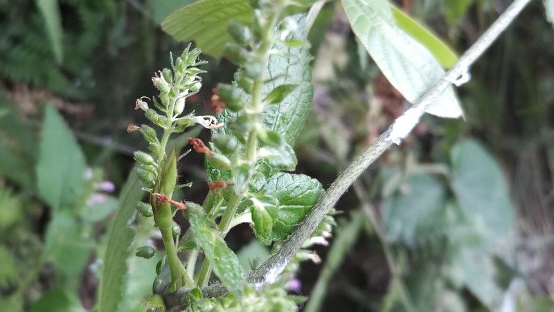 ツルニガクサの花 横浜市旭区帷子川親水緑道