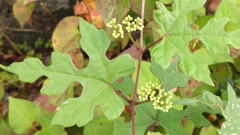 ノブドウの蕾 横浜市旭区帷子川親水緑道