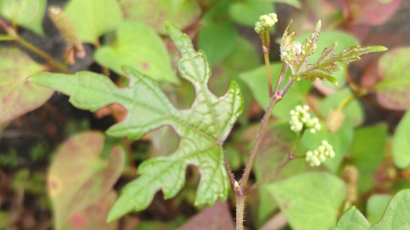 ノブドウの蕾 横浜市旭区帷子川親水緑道