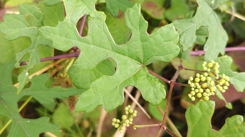 ノブドウの蕾 横浜市旭区帷子川親水緑道