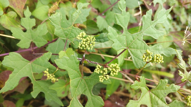 ノブドウの蕾 横浜市旭区帷子川親水緑道