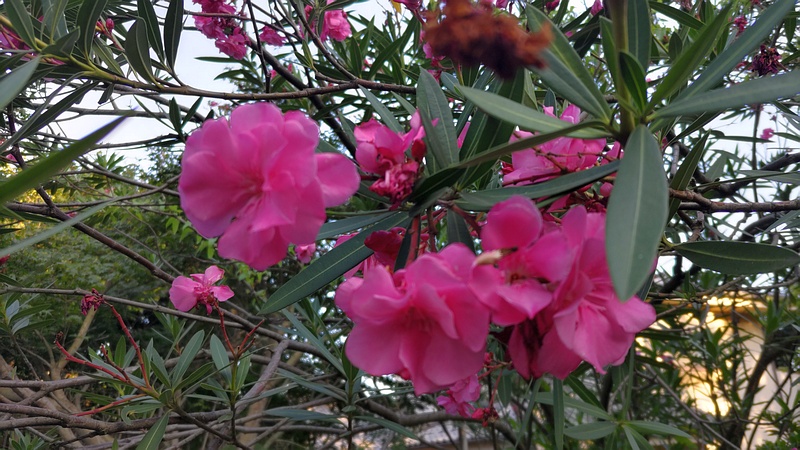 キョウチクトウの花 横浜市旭区希望が丘ふれあいの森公園