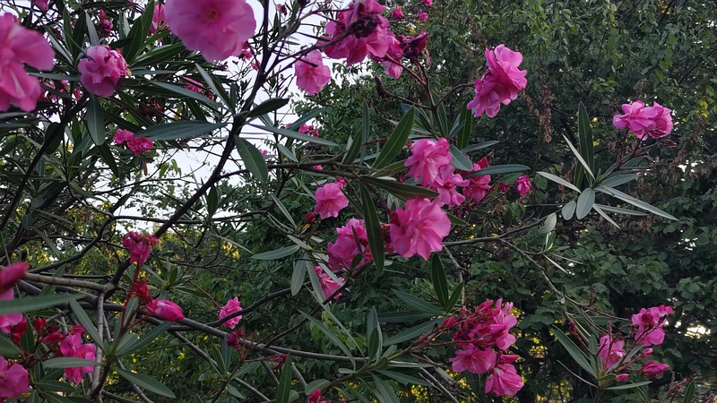 キョウチクトウの花 横浜市旭区希望が丘ふれあいの森公園