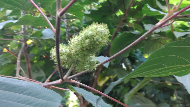 アカメガシワの雄花 横浜市旭区中希望が丘