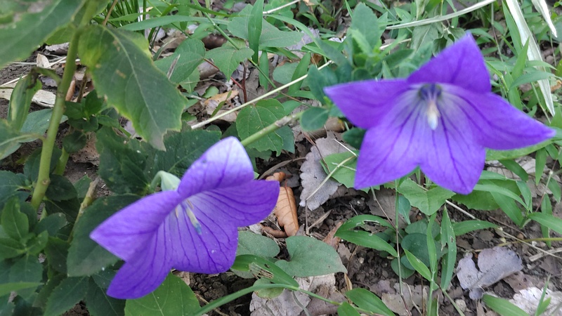 キキョウの花 横浜市旭区希望が丘水の森公園