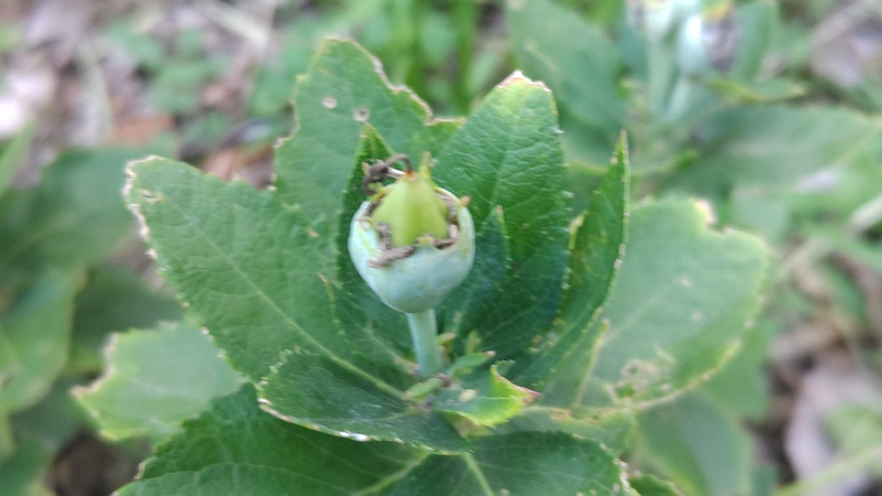 キキョウの若い果実 横浜市旭区希望が丘水の森公園