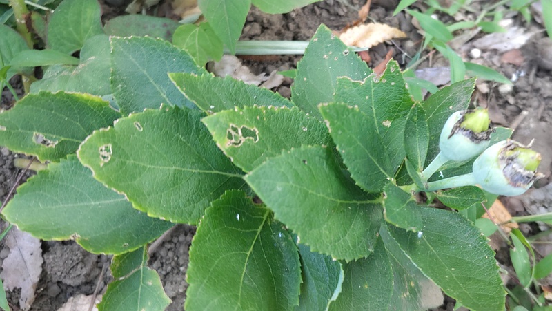 キキョウの若い果実 横浜市旭区希望が丘水の森公園