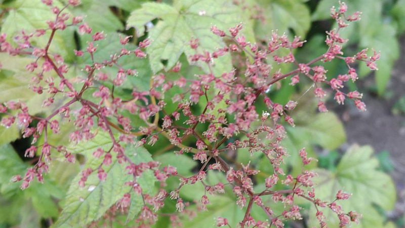 シモツケソウの花後 横浜市旭区希望が丘水の森公園