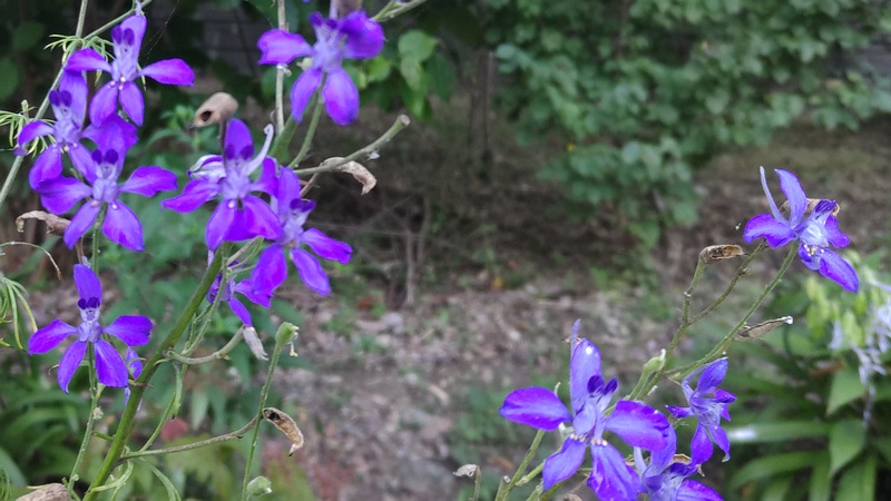 ヒエンソウの花と果実 横浜市旭区希望が丘水の森公園