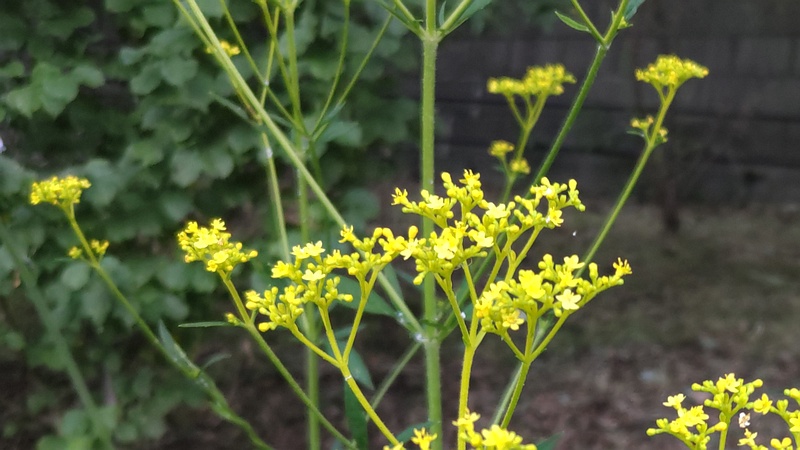 オミナエシの花 横浜市旭区希望が丘水の森公園
