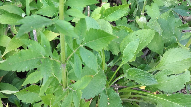 オミナエシ 横浜市旭区希望が丘水の森公園