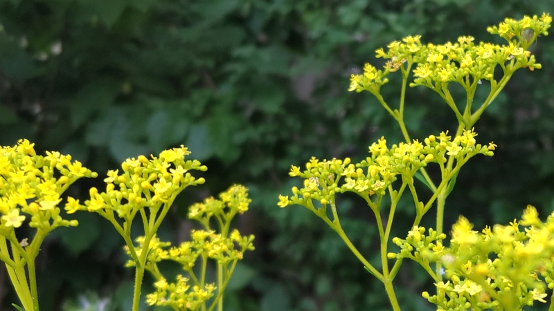 オミナエシの花 横浜市旭区希望が丘水の森公園