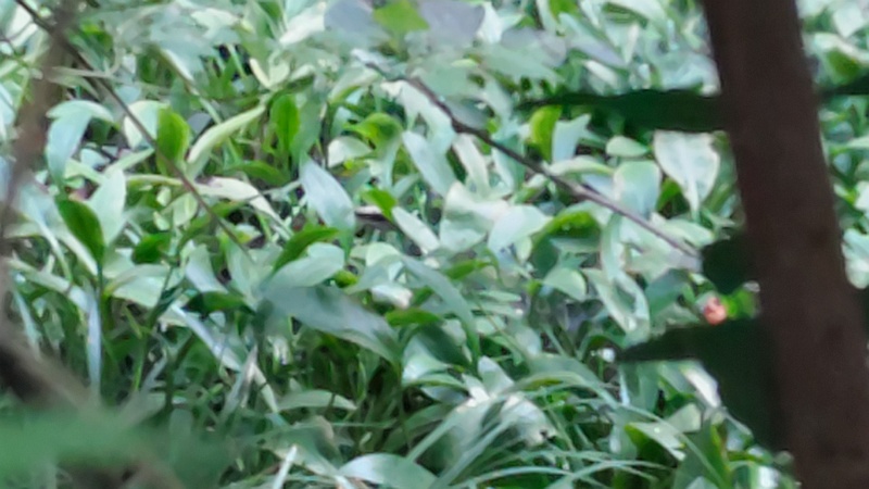 ヘラオモダカ 横浜市旭区希望が丘水の森公園