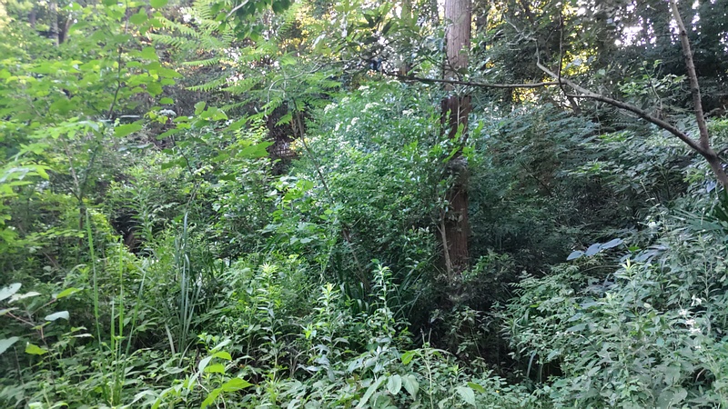 保護区 横浜市旭区希望が丘水の森公園