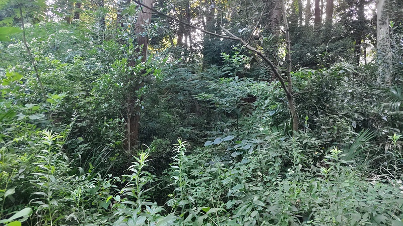 保護区 横浜市旭区希望が丘水の森公園