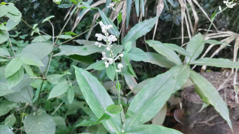 ヤブミョウガの若い果実 横浜市旭区希望が丘水の森公園