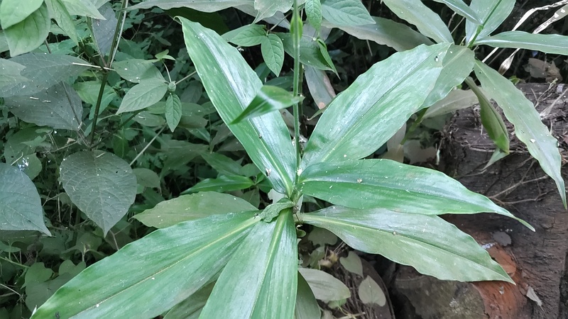 ヤブミョウガの花 横浜市旭区希望が丘水の森公園