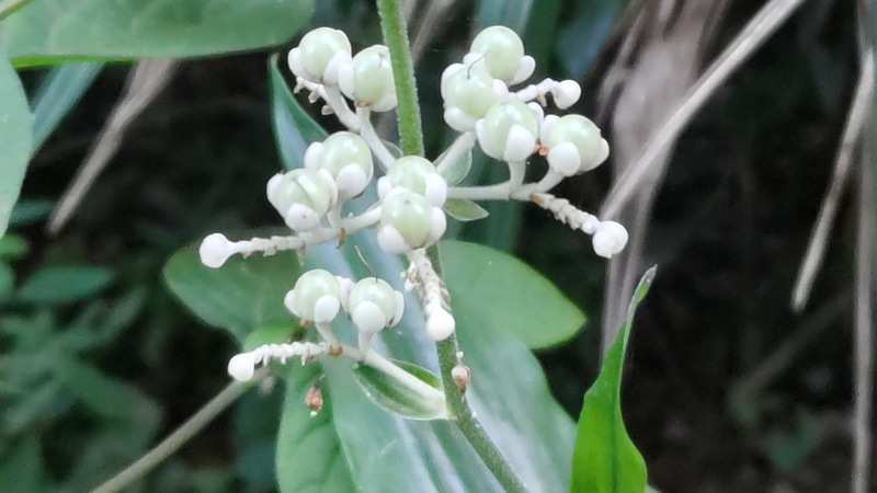 ヤブミョウガの若い果実 横浜市旭区希望が丘水の森公園