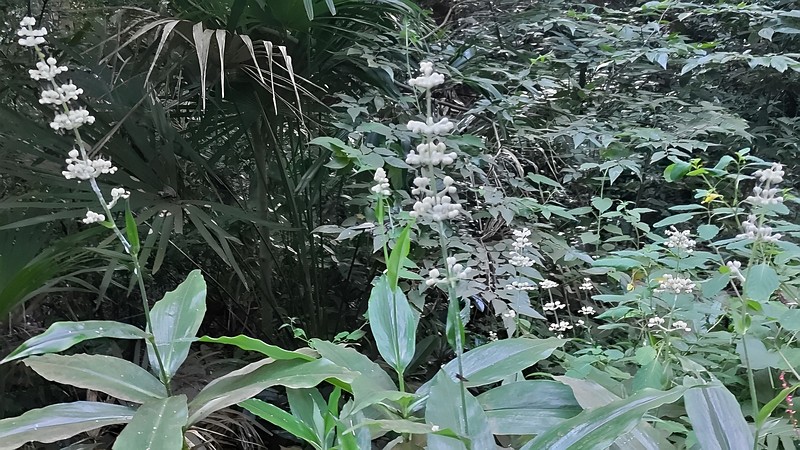 ヤブミョウガの若い果実 横浜市旭区希望が丘水の森公園