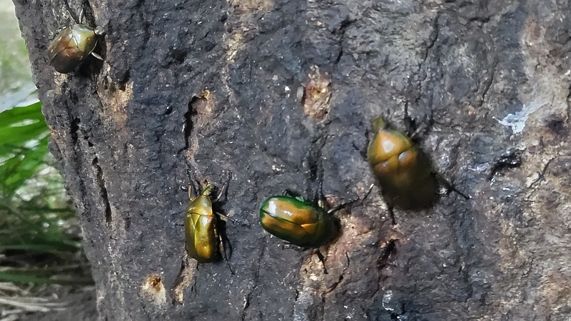 カナブン 横浜市旭区希望が丘水の森公園