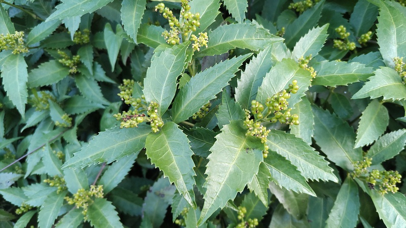 センリョウの花 横浜市旭区中希望が丘