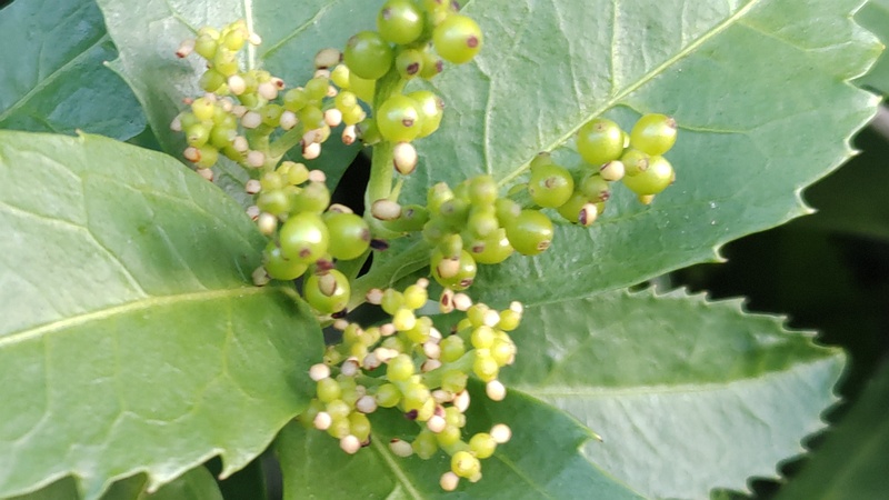 センリョウの花 横浜市旭区中希望が丘